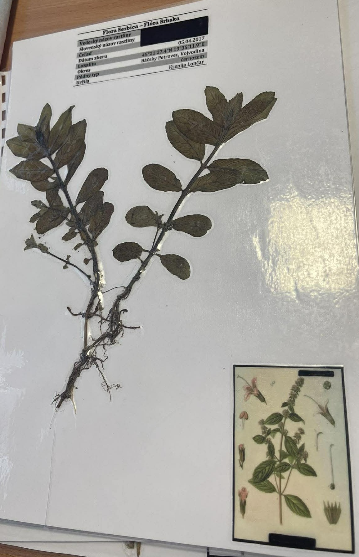 Rastlina Mentha x piperita